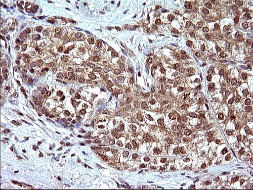 CEP68 Antibody (clone OTI1F6)