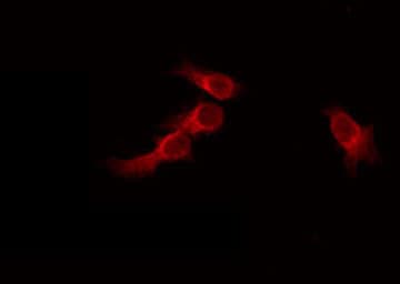 RNF130 Antibody