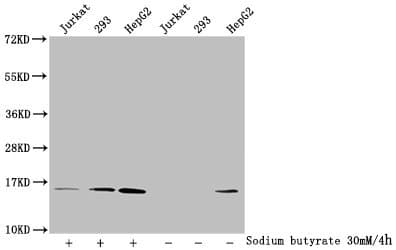 HIST1H2AI Antibody