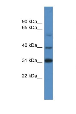 SOX1 Antibody (aa313-362)