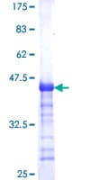 Human IGDCC4 / NOPE Protein (Recombinant GST, N-terminus)