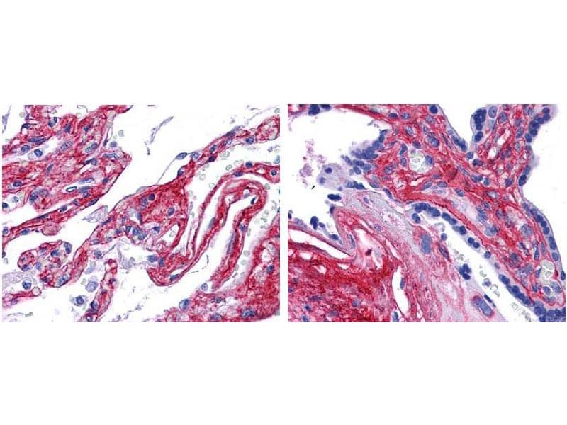 Collagen V Antibody