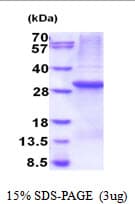 Human PTPMEG / PTPN4 Protein (Recombinant His)