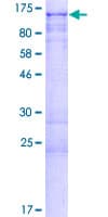 Human TAGAP Protein (Recombinant GST)