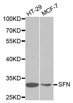 SFN / Stratifin / 14-3-3 Sigma Antibody