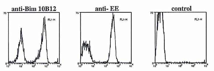 BCL2L11 / BIM Antibody (aa20-40, clone 10B12)