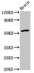 GDF10 / BMP3B Antibody