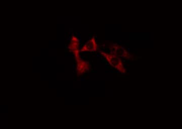 WASF3 Antibody