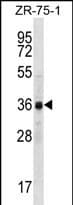 CCNYL2 Antibody (aa 162-191, Internal)
