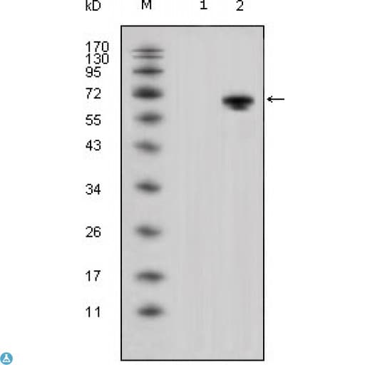 WNT5A Antibody