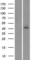 Human CALHM3 Protein (Over-Expression Lysate Myc-DDK (Flag))