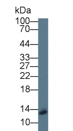 SRP9 Antibody (aa2-86, APC)