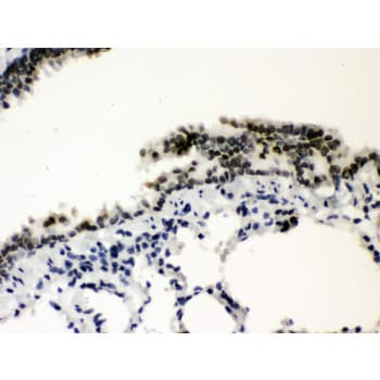 SP3 Antibody (aa569-599)