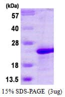 Human MAFG Protein (Recombinant His)