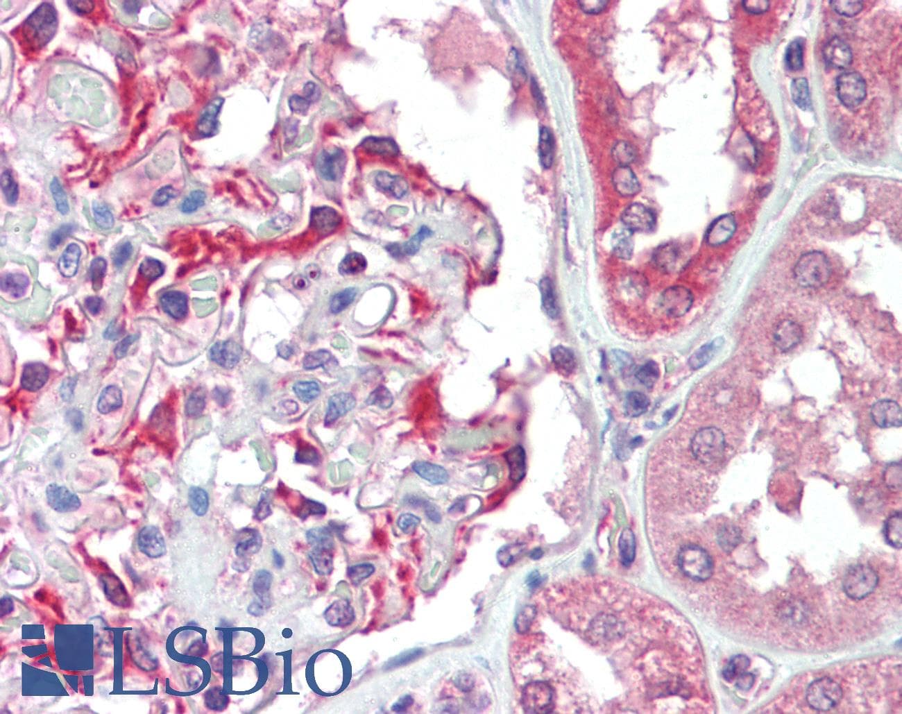 TP53BP2 / ASPP2 Antibody (aa133-182)
