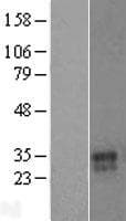 VNN3 Protein (Over-Expression Lysate Myc-DDK (Flag))