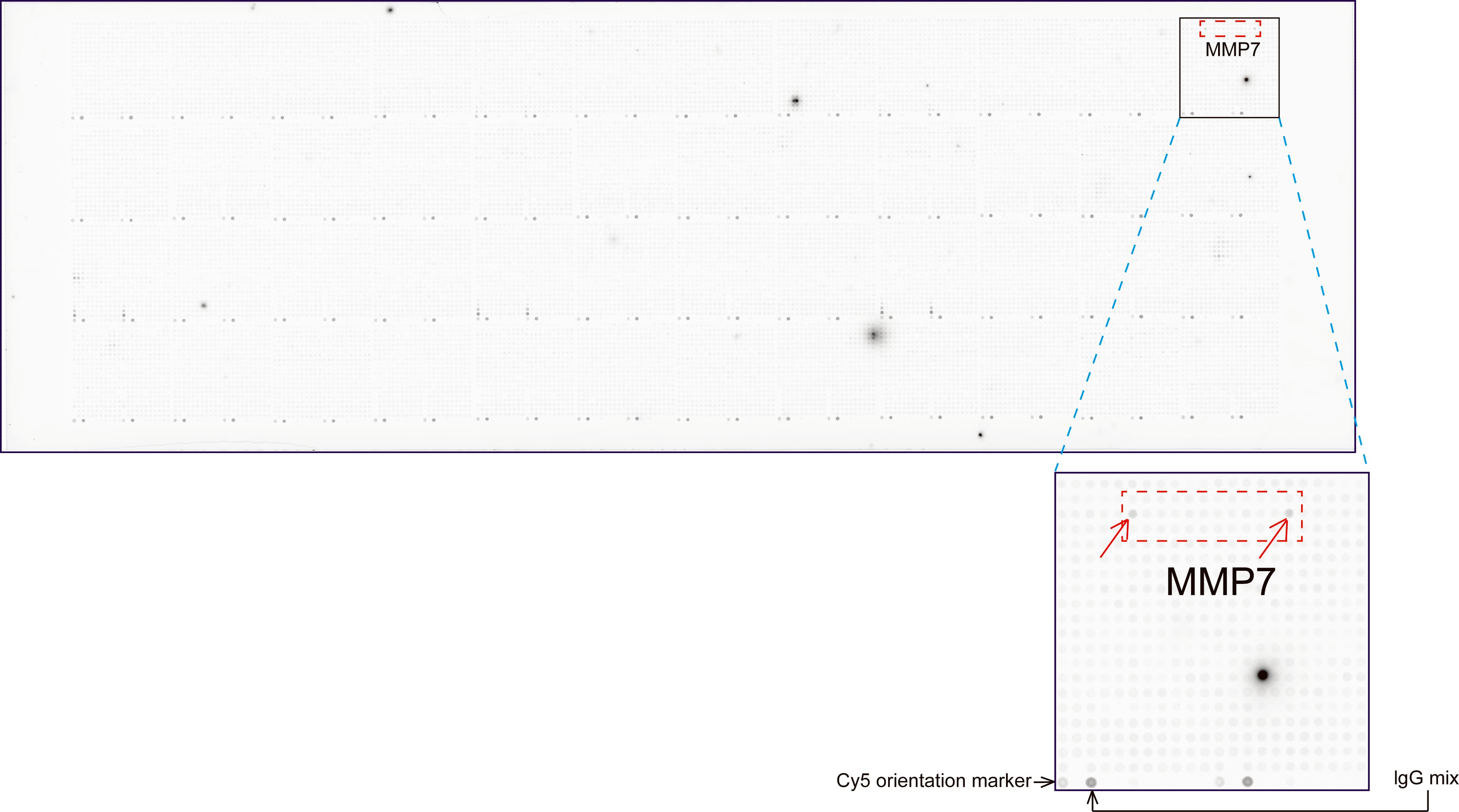 MMP7 / Matrilysin Antibody (aa95-267, clone UMAB168, Carrier-free)