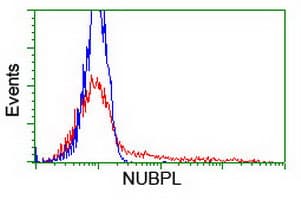 NUBPL Antibody (clone OTI2G7)