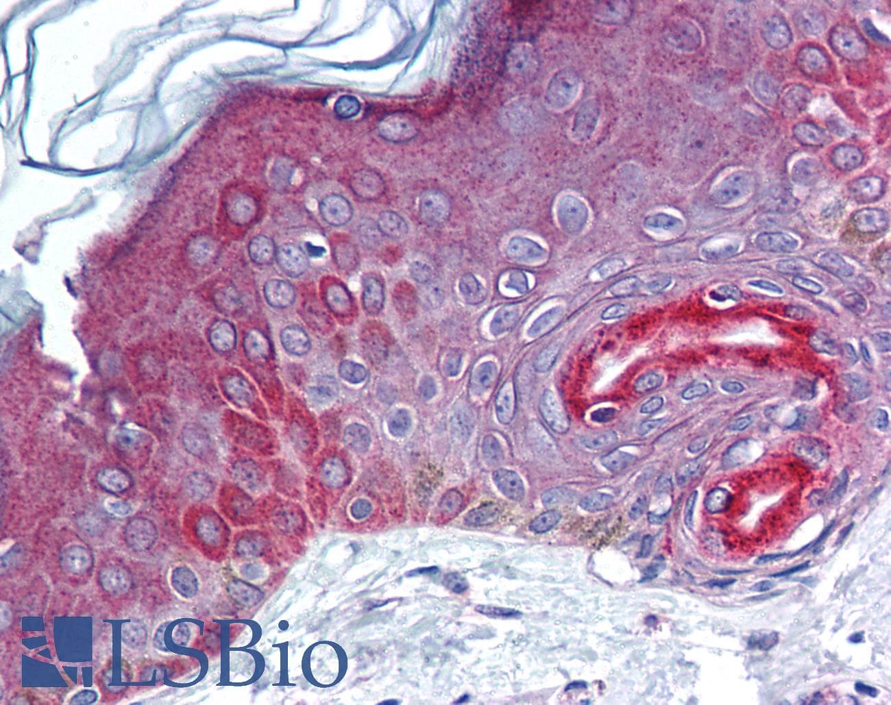 IHC-plus™ ILEI / FAM3C Antibody (aa40-80)