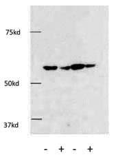 HDAC1 Antibody (aa449-482)