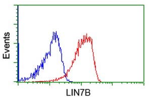 LIN7B Antibody (clone OTI1G1)