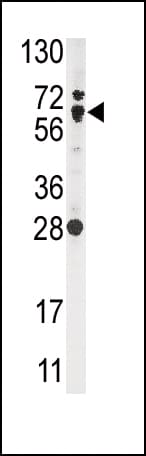 NFE2L2 / NRF2 Antibody (aa30-59)