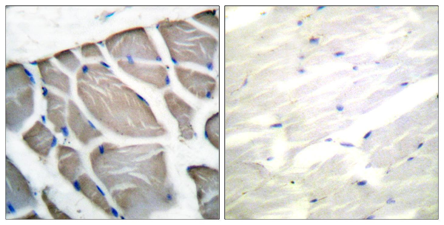 Actin Antibody