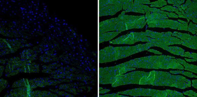 Goat Anti-Mouse IgG Secondary Antibody (DY488)