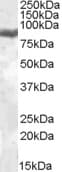 IHC-plus™ LF / LTF / Lactoferrin Antibody (aa433-445)