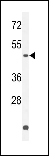 ZNF572 Antibody (aa471-499)