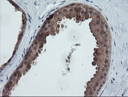 TRAPPC4 / Synbindin Antibody (clone OTI2E1)