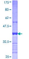 Human CD200 Protein (Recombinant GST, N-terminus)