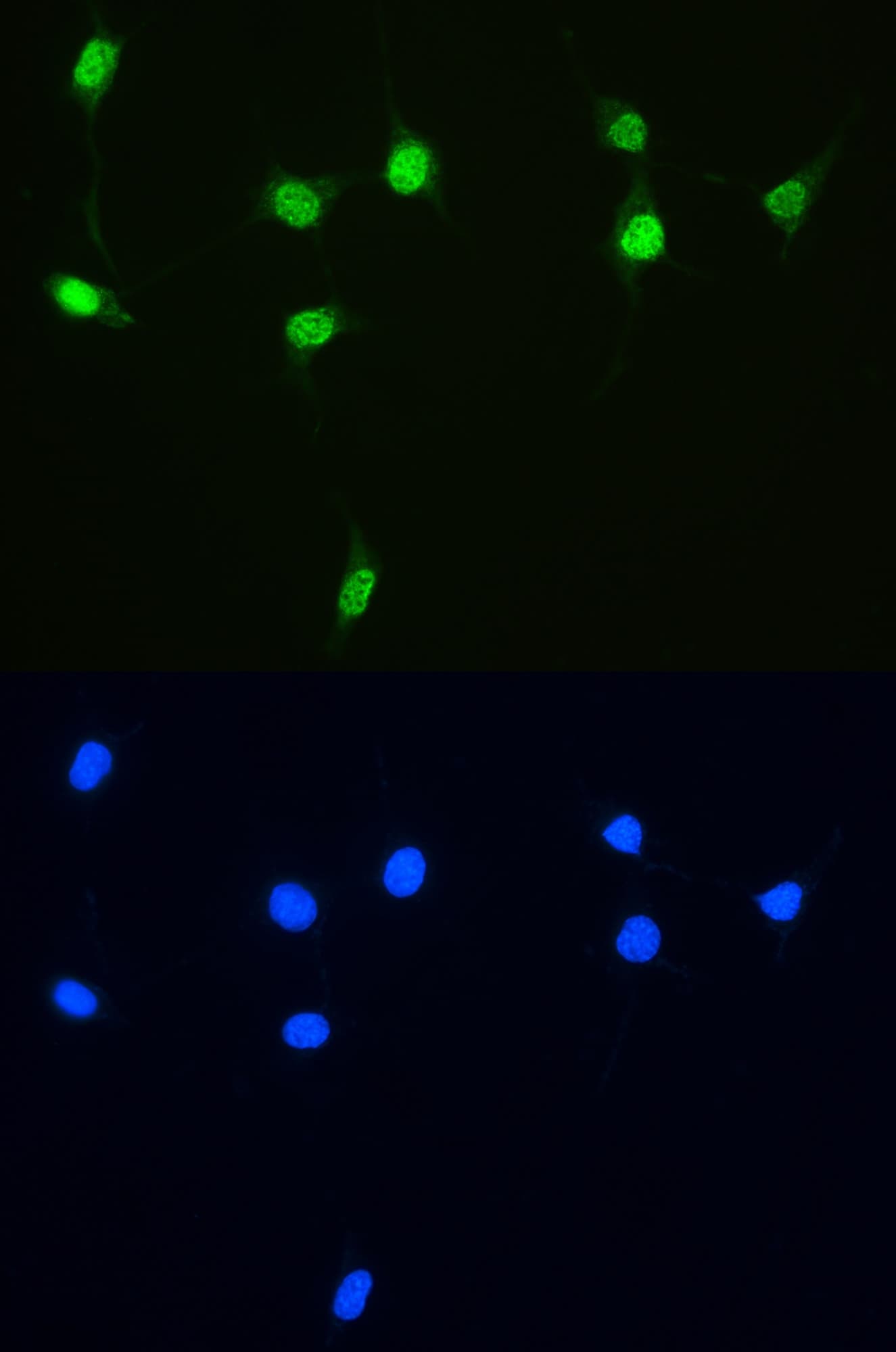 XRCC1 Antibody