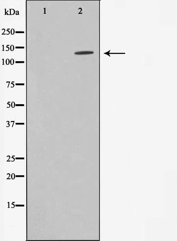 STARD13 Antibody