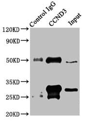 CCND3 / Cyclin D3 Antibody (aa1-292)