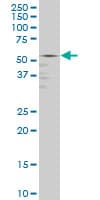 GABPA / NRF2 Antibody (clone 5C8)