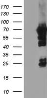 NMT2 Antibody (clone OTI1H7, Carrier-free)