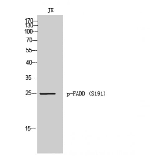 FADD Antibody (130-210 aa)