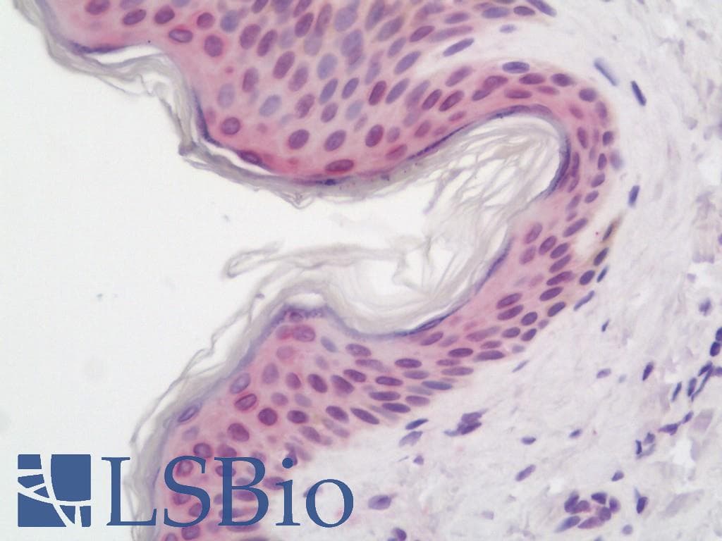 IHC-plus™ SIDT2 Antibody (aa418-447)