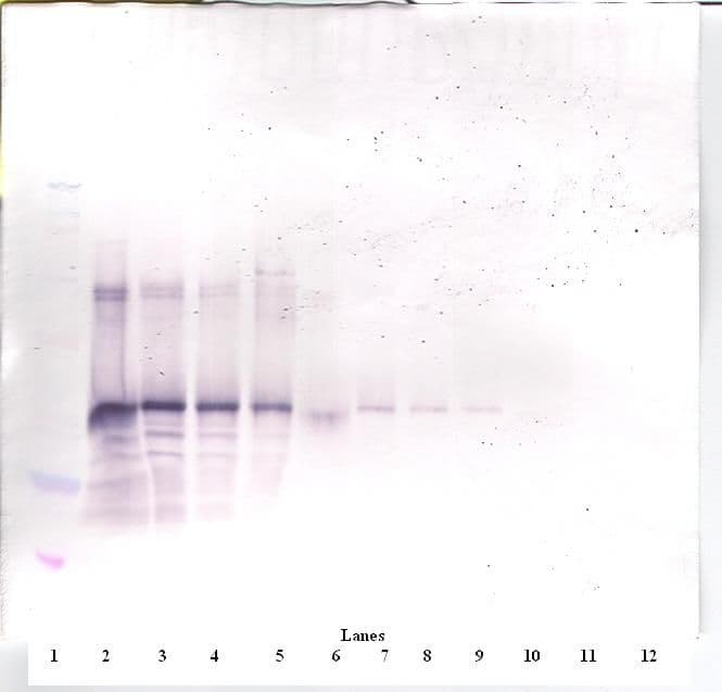 IHC-plus™ FST / Follistatin Antibody