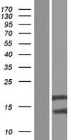 BOLA2B Protein (Over-Expression Lysate Myc-DDK (Flag))