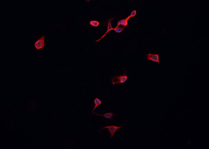 PRDX2 / Peroxiredoxin 2 Antibody