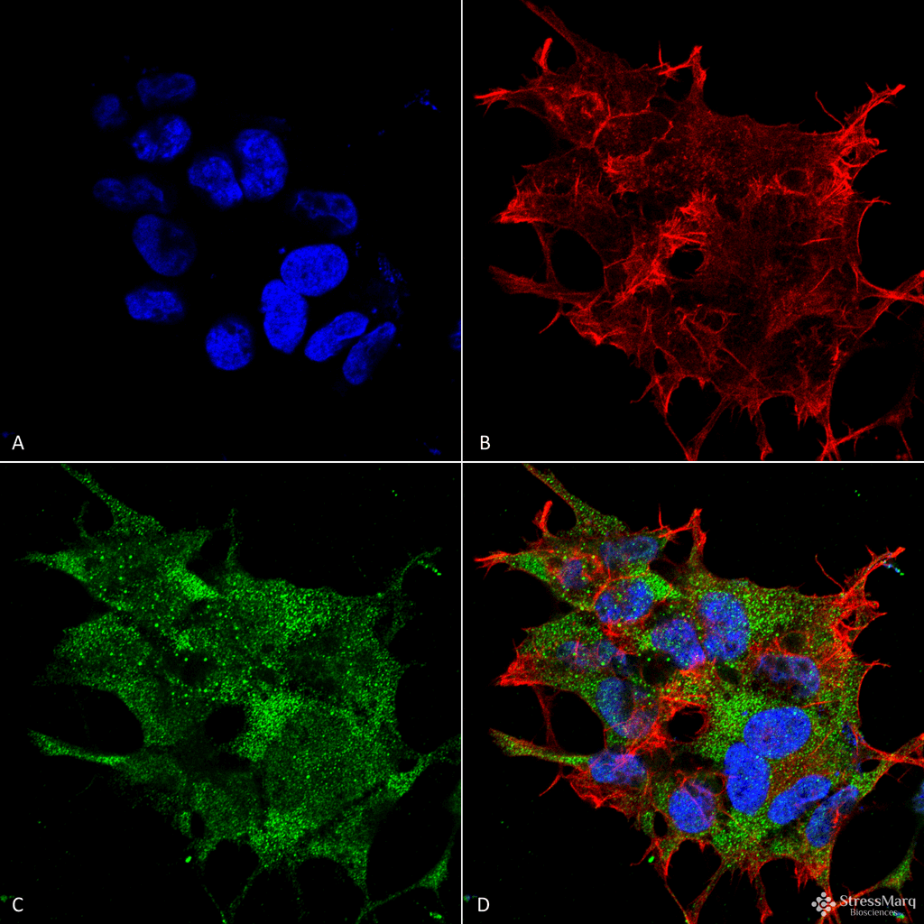 Polyclonal Rabbit anti-Human BECN1 / Beclin-1 Antibody (Biotin, IF, WB)