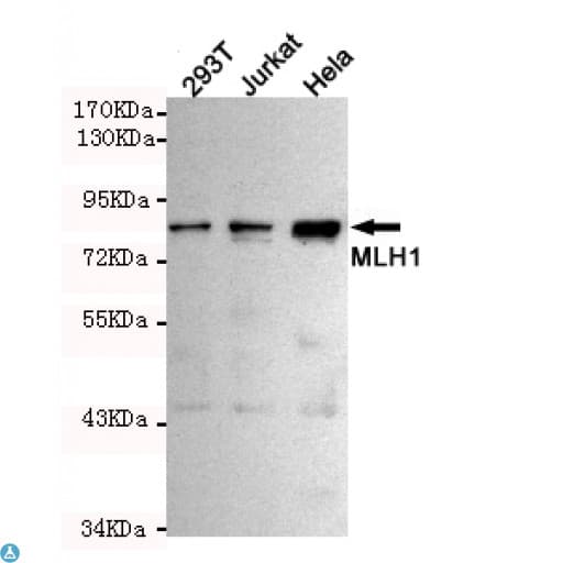 MLH1 Antibody