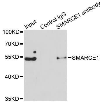 SMARCE1 / BAF57 Antibody