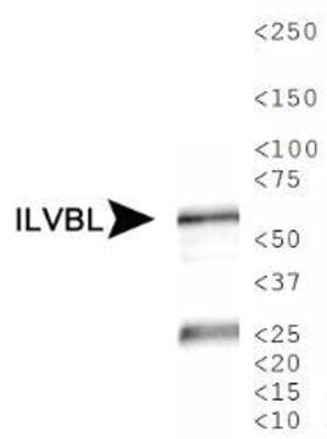 ILVBL Antibody (Biotin)