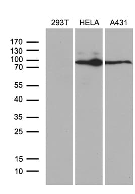MLH1 Antibody (aa299-527, clone OTI3C1)