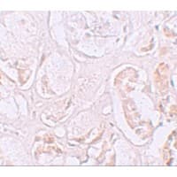 SLAMF9 Antibody