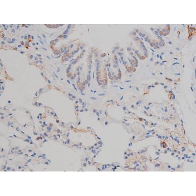Polyclonal Rabbit anti-Human HSP90AB1 / HSP90 Alpha B1 Antibody (phospho-Ser254, IHC, IF, WB)