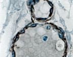 MAP3K5 / ASK1 Antibody (aa1198-1216)